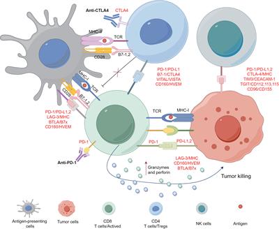 Perioperative immunotherapy for esophageal squamous cell carcinoma